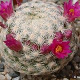 Mammillaria humboldtii ©JLcoll.2765.jpg